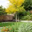 Gleditsia triacanthos Skyline