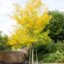 Gleditsia triacanthos Skyline