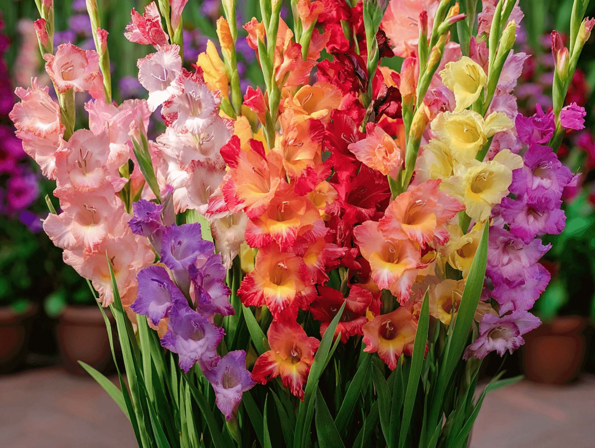 Gladiolus 'Gladdies Mix'
