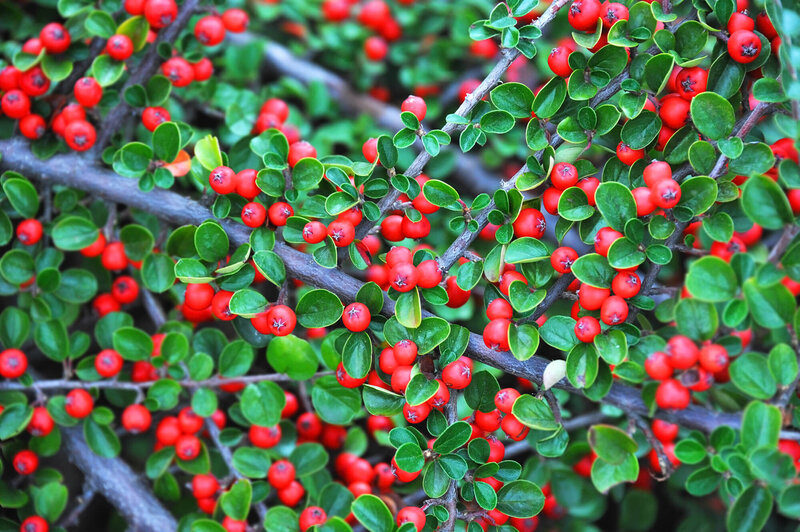 Cotoneaster dammeri Queen of Carpets