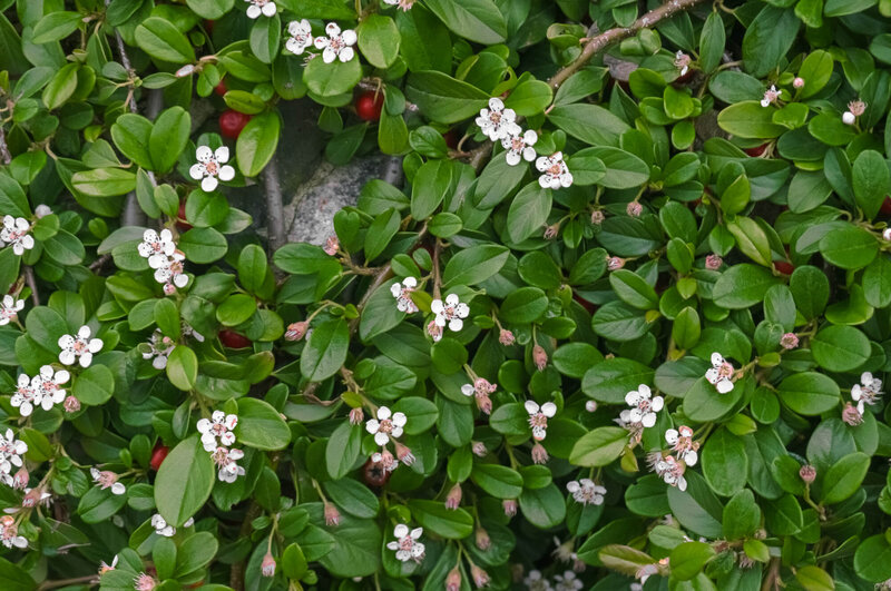 Cotoneaster dammeri Queen of Carpets