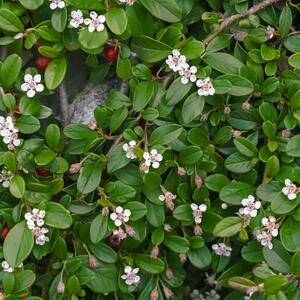 Cotoneaster dammeri Queen of Carpets