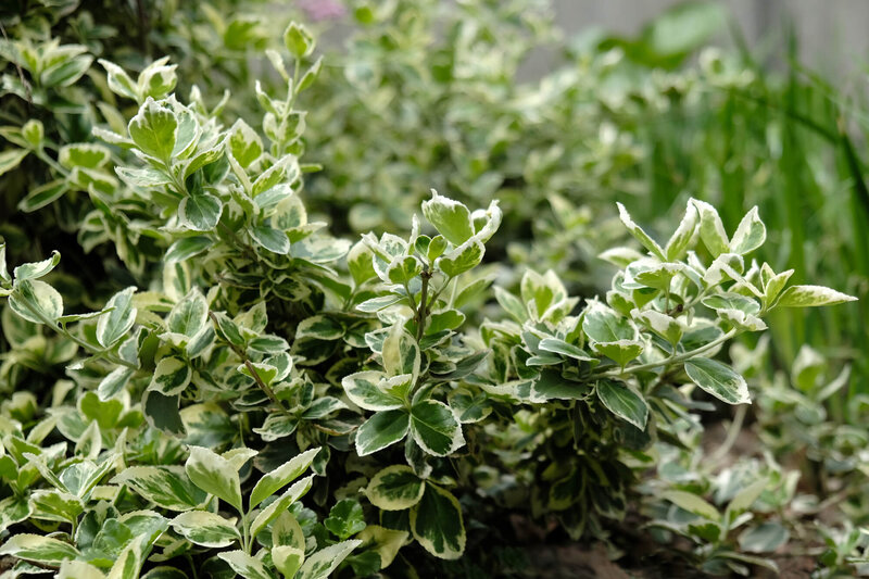 Euonymus fortunei Emerald Gaiety