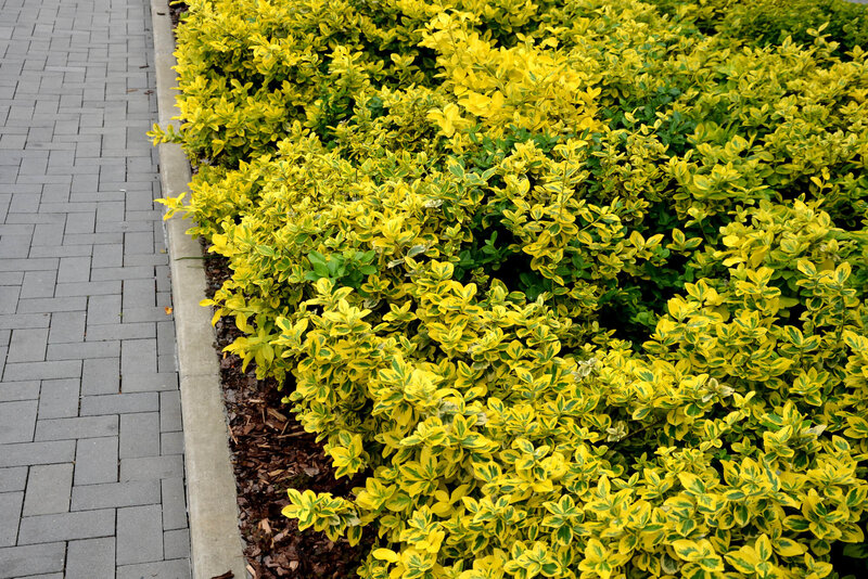 Euonymus fortunei Emeraldn Gold