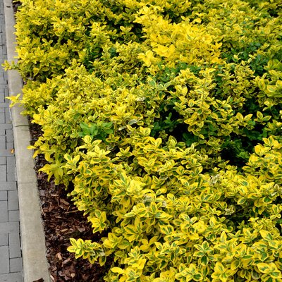 Euonymus fortunei Emeraldn Gold