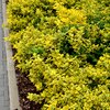 Euonymus fortunei Emeraldn Gold