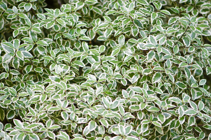 Euonymus fortunei Emerald Gaiety