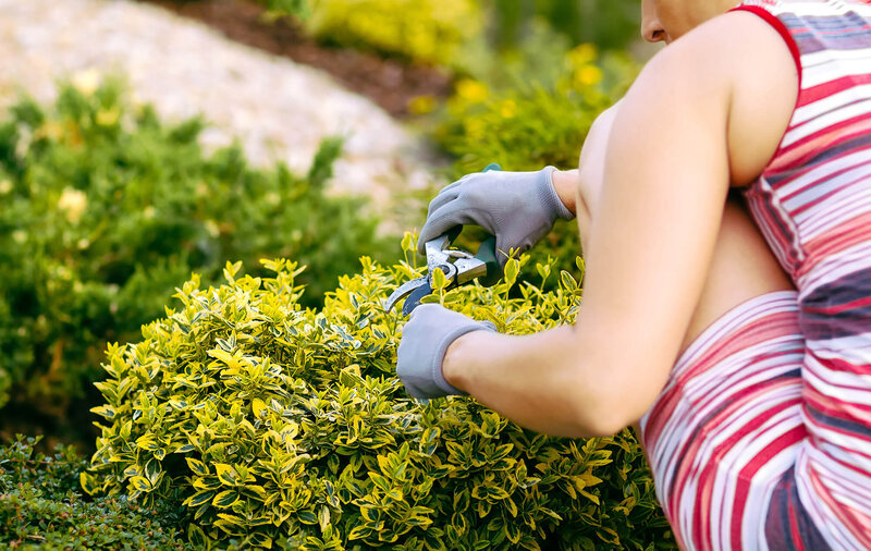 Euonymus fortunei Emeraldn Gold