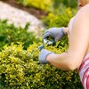 Euonymus fortunei Emeraldn Gold