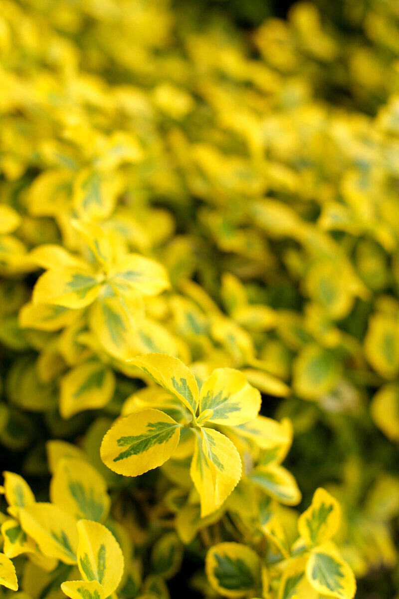 Euonymus fortunei Emeraldn Gold