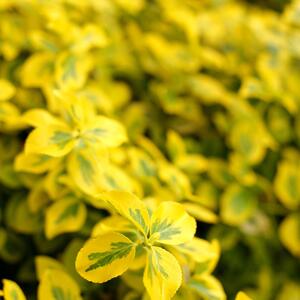 Euonymus fortunei Emeraldn Gold