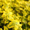 Euonymus fortunei Emeraldn Gold