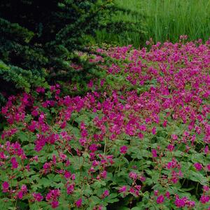 Geranium macrorrhizum Freundorf