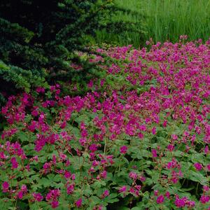 Geranium macrorrhizum Freundorf