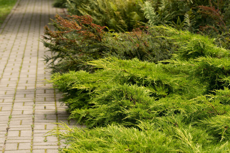 Juniperus horizontalis Prince of Wales