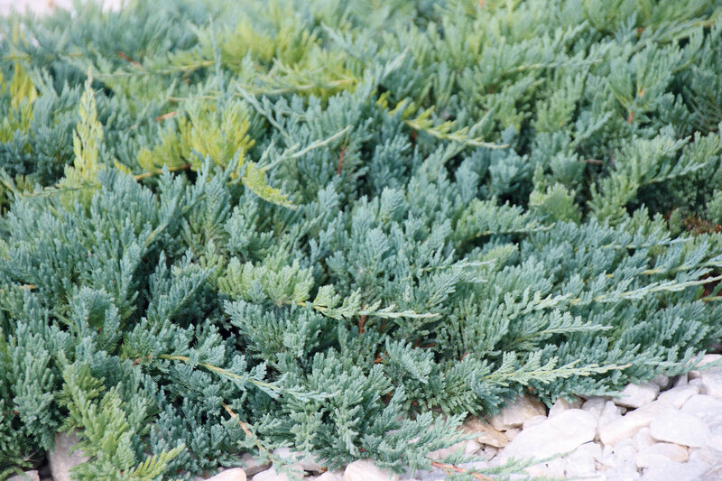 Juniperus horizontalis Icee Blue