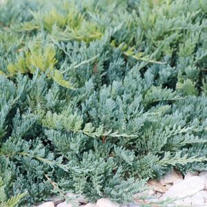 Juniperus horizontalis Icee Blue