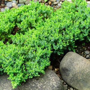 Juniperus procumbens Nana