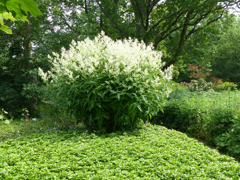 Pachysandra terminalis