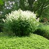 Pachysandra terminalis