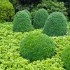 Pachysandra terminalis