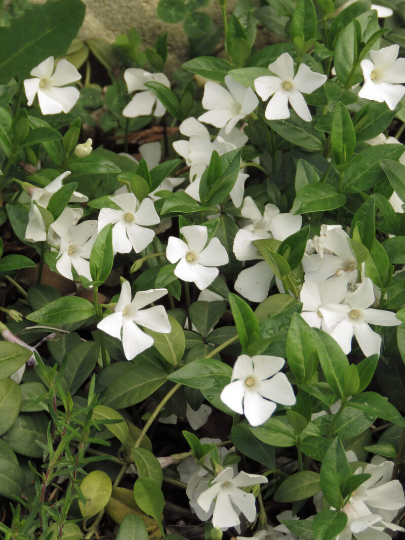 Vinca minor Alba