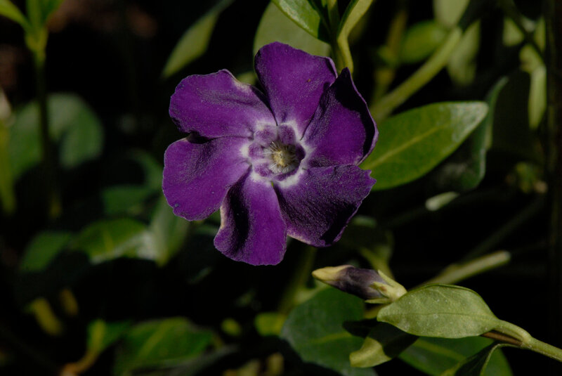 Vinca minor Atropurpurea