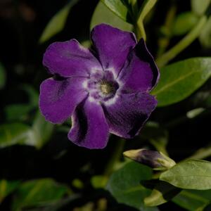 Vinca minor Atropurpurea