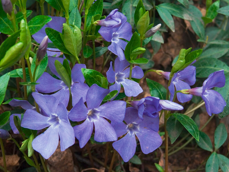 Vinca minor