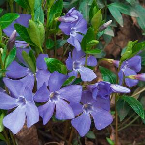 Vinca minor