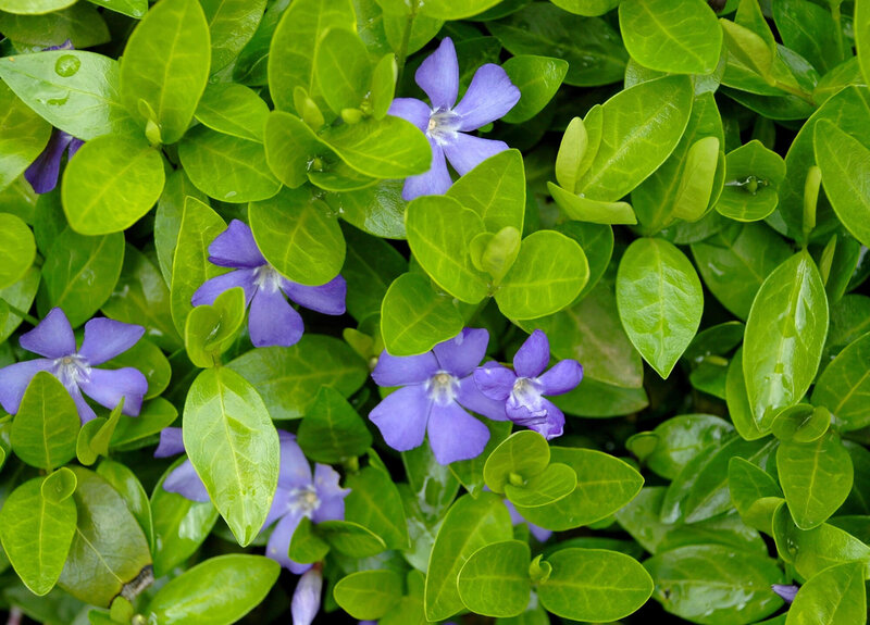Vinca minor