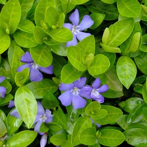 Vinca minor