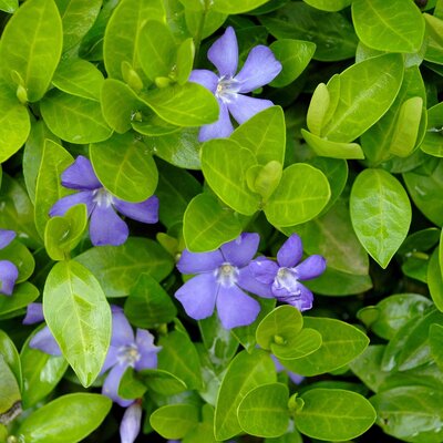 Vinca minor