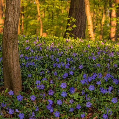 Vinca minor