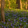 Vinca minor