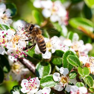 Cotoneaster dammeri Radicans