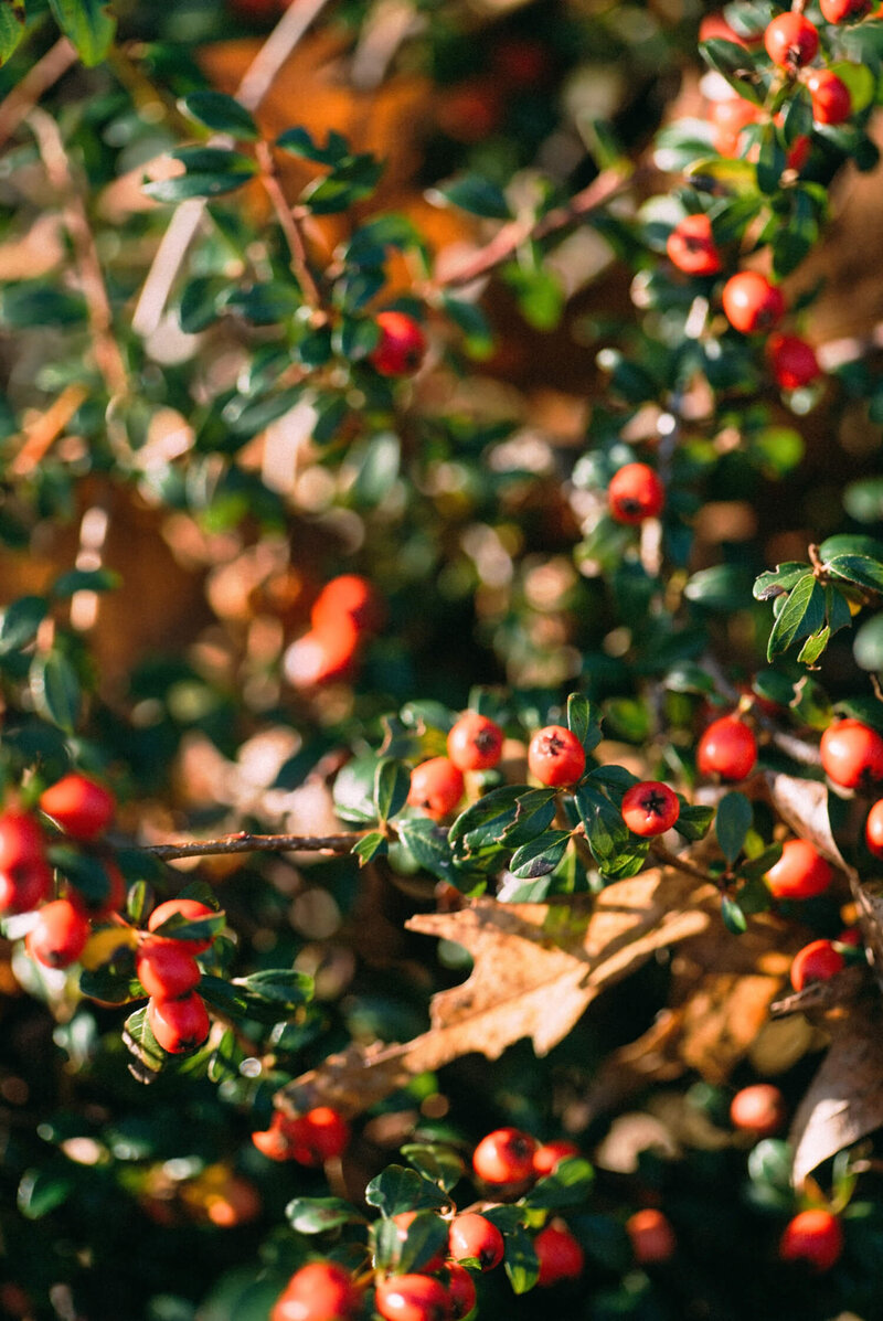 Cotoneaster dammeri Radicans