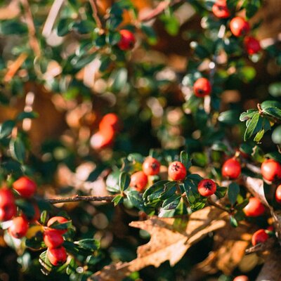 Cotoneaster dammeri Radicans