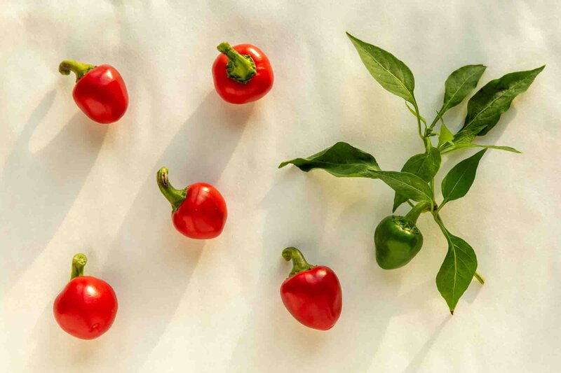 Capsicum frutescens 'Rondo'