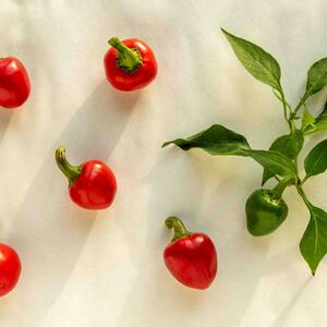 Capsicum frutescens 'Rondo'