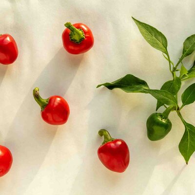 Capsicum frutescens 'Rondo'
