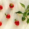 Capsicum frutescens 'Rondo'