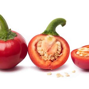 Capsicum frutescens 'Rondo'