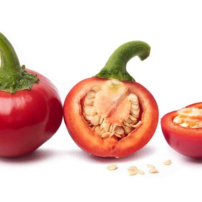 Capsicum frutescens 'Rondo'