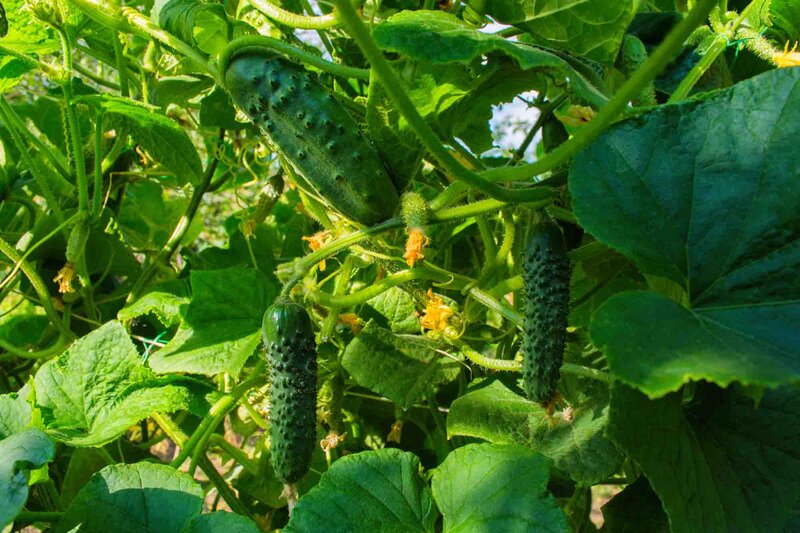 Cucumis sativus