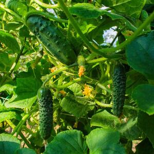 Cucumis sativus