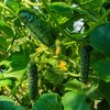 Cucumis sativus