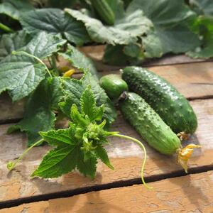 Cucumis sativus