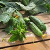 Cucumis sativus