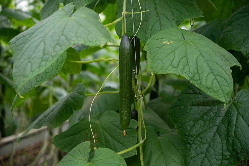 Cucumis sativus